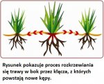 Trawa SUBSTRAL samozagęszczająca RENOWACJA 5kg