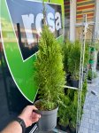 Thuja TUJA Szmaragd 50-60cm ukorzeniona sadzonka w doniczce 2L 100% Smaragd