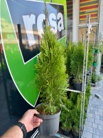 Thuja TUJA Szmaragd 50-60cm ukorzeniona sadzonka w doniczce 2L 100% Smaragd