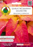 Szarłat trójbarwny Molten Fire nasiona 0,3g PNOS